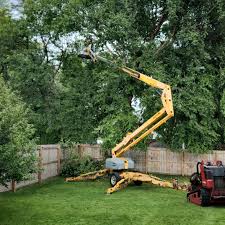 Best Leaf Removal  in Pleak, TX