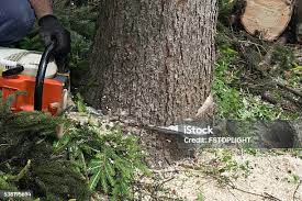 Best Tree Maintenance Programs  in Pleak, TX