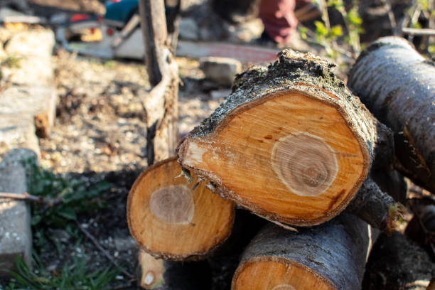 Best Tree Disease Treatment  in Pleak, TX
