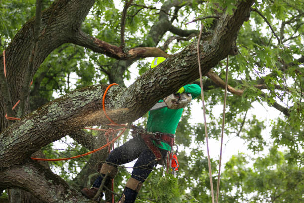 Best Hedge Trimming  in Pleak, TX