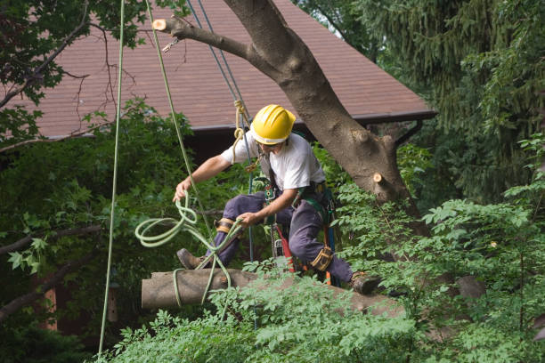 Lawn Maintenance Plans in Pleak, TX