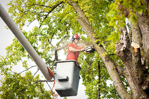 Best Emergency Tree Removal  in Pleak, TX