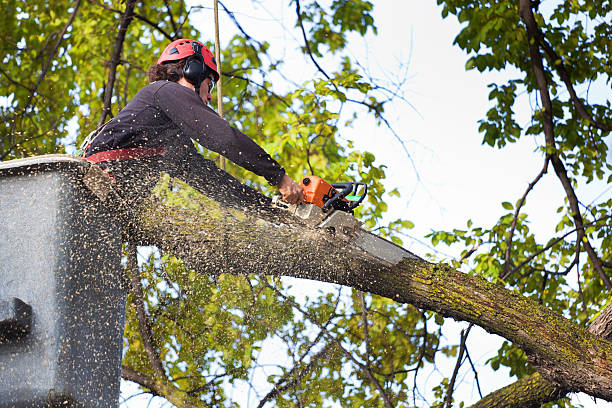 How Our Tree Care Process Works  in  Pleak, TX